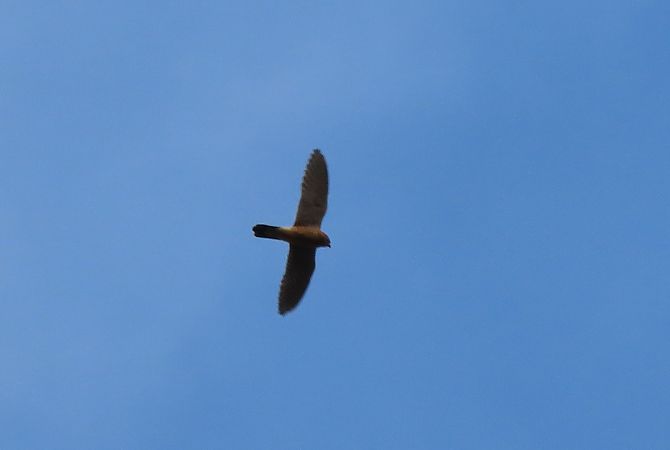 Belatz gorria  - Juana Oyanguren