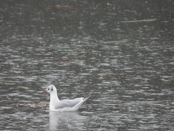 Antxeta mokogorria  - Juana Oyanguren
