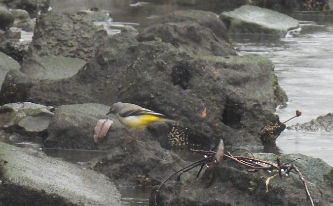 Buztanikara horia  - Juana Oyanguren