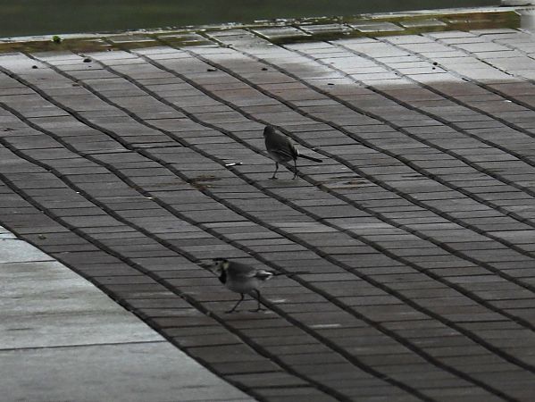 Buztanikara zuria  - Juana Oyanguren