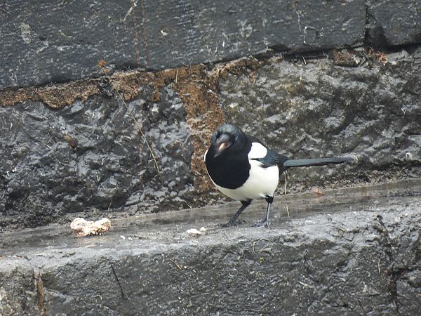 Mika  - Juana Oyanguren