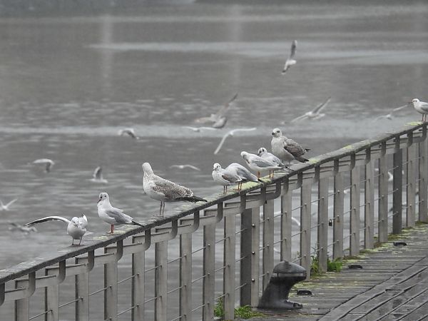 Antxeta mokogorria  - Juana Oyanguren