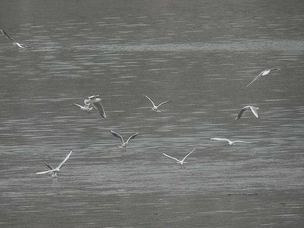 Antxeta mokogorria  - Juana Oyanguren