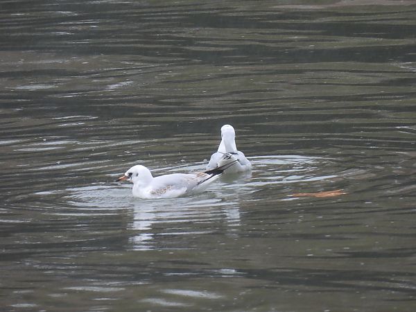 Antxeta mokogorria  - Juana Oyanguren
