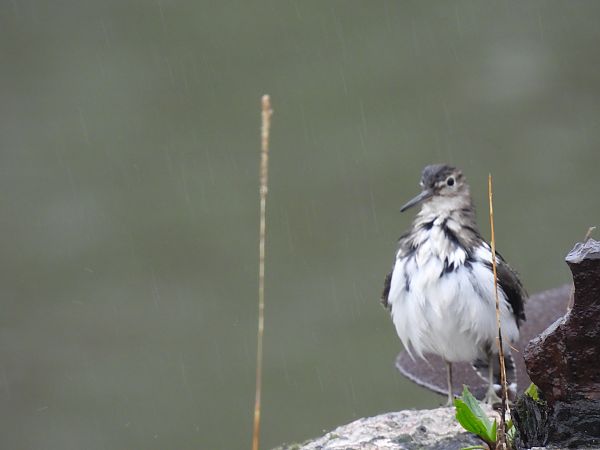Kuliska txikia  - Juana Oyanguren