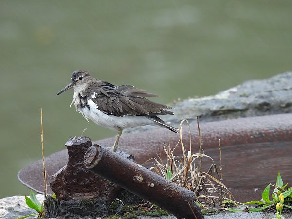 Kuliska txikia  - Juana Oyanguren