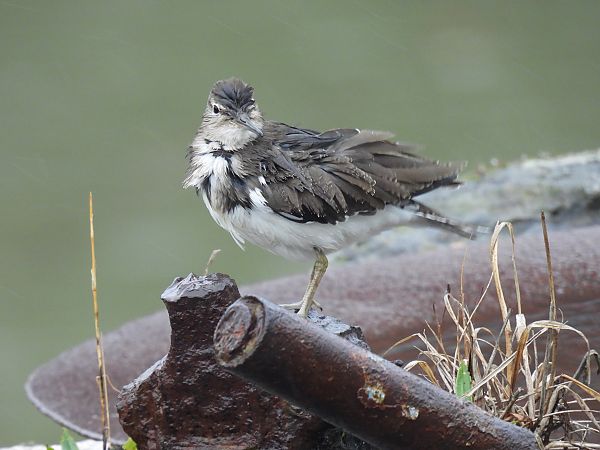 Kuliska txikia  - Juana Oyanguren