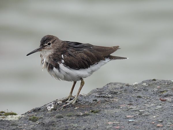 Kuliska txikia  - Juana Oyanguren