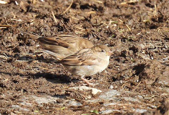 Etxe-txolarrea  - Juana Oyanguren