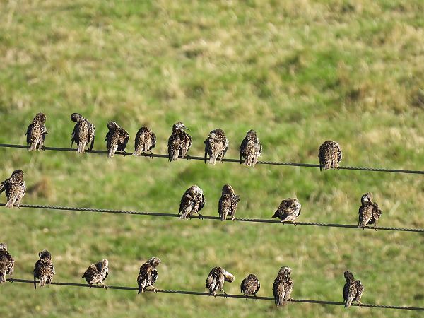 Arabazozo pikarta  - Juana Oyanguren