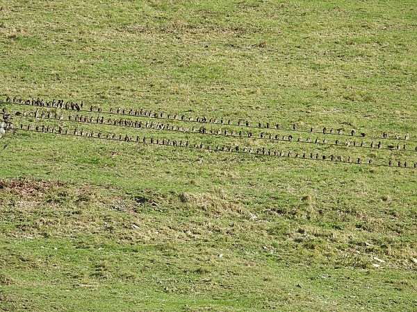 Arabazozo pikarta  - Juana Oyanguren