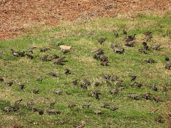 Arabazozo pikarta  - Juana Oyanguren