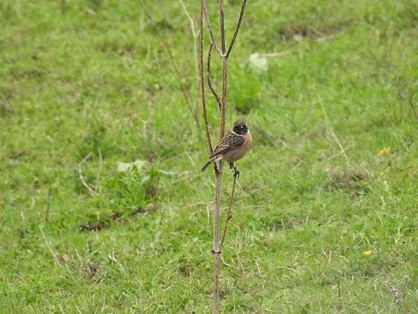 Pitxartxar burubeltza  - Juana Oyanguren