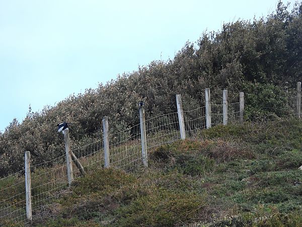 Mika  - Juana Oyanguren