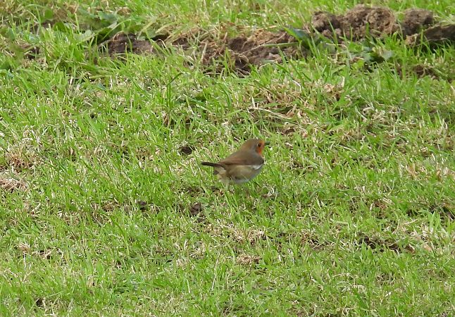 Txantxangorria  - Juana Oyanguren