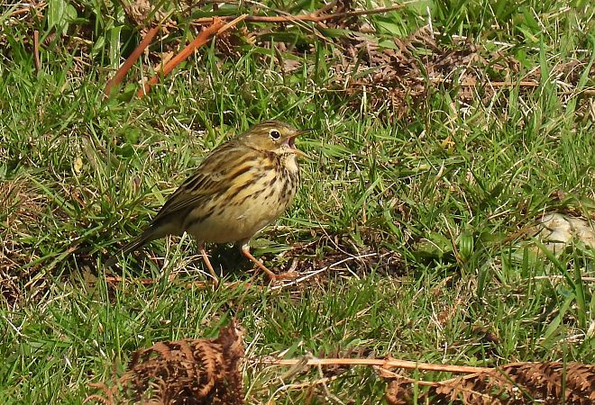 Negu-txirta  - Juana Oyanguren