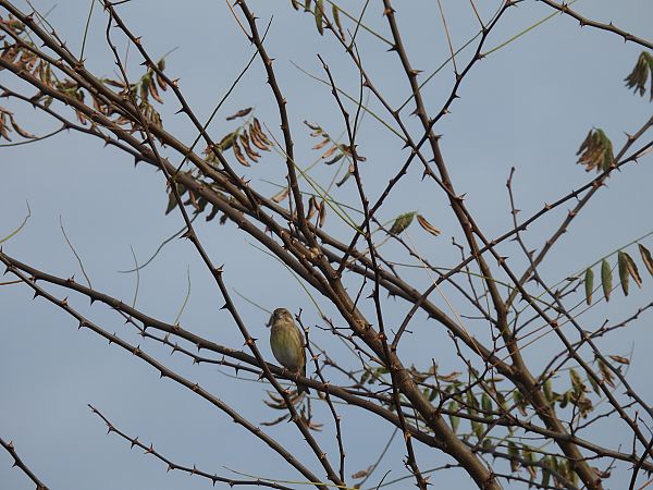 Txoka arrunta  - Juana Oyanguren