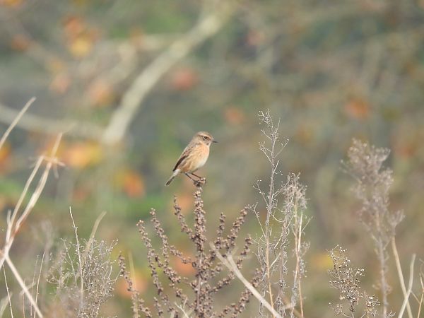 Pitxartxar burubeltza  - Juana Oyanguren