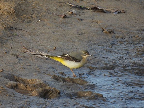 Buztanikara horia  - Juana Oyanguren