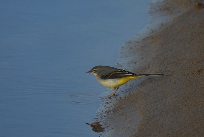 Buztanikara horia  - Juana Oyanguren