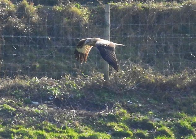 Miru gorria  - Juana Oyanguren