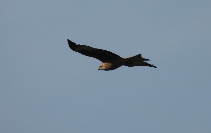 Miru gorria  - Juana Oyanguren