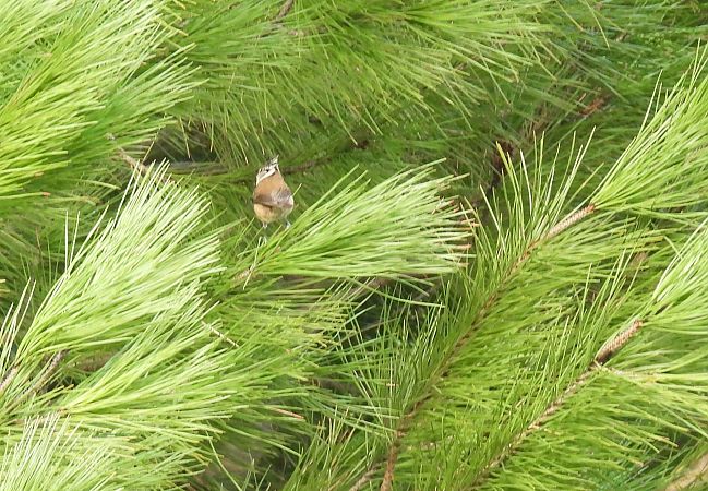 Amilotx mottoduna  - Juana Oyanguren