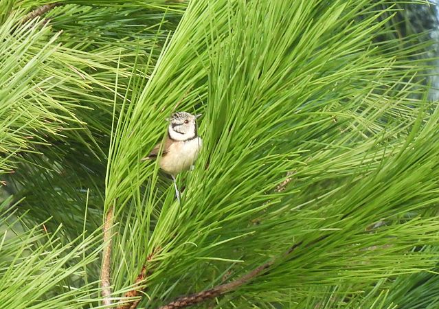 Amilotx mottoduna  - Juana Oyanguren