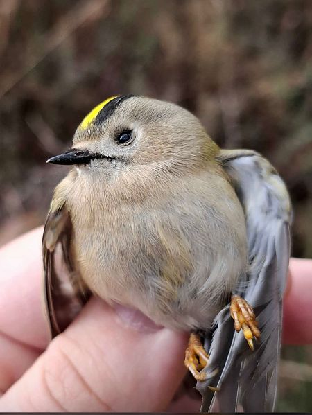 Mendi-erregetxoa  - Ansola Ibarzabal