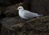 Mouette mélanocéphale (Ichthyaetus melanocephalus) © Alfredo Valiente