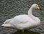 Whooper Swan (Cygnus cygnus) © Paul Ortuzar
