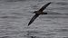 Sooty Shearwater (Ardenna grisea) © Jon Zubiaur