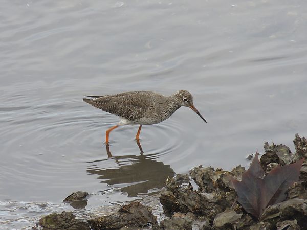 Bernagorri arrunta  - Alfredo Herrero