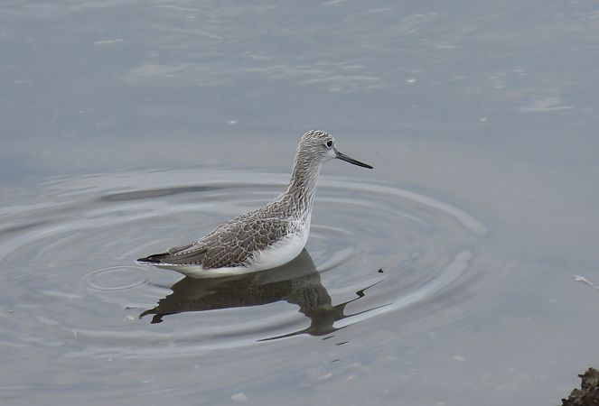 Kuliska zuria  - Alfredo Herrero