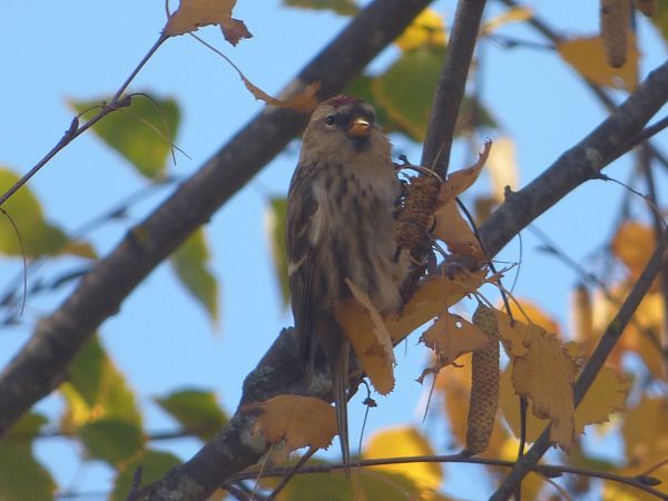Acanthis flammea cabaret  - Serafín Alarcón
