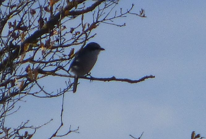 Antzandobi handi iberiarra  - Serafín Alarcón