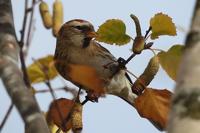 Acanthis flammea cabaret  - Juan Manuel Pérez de Ana
