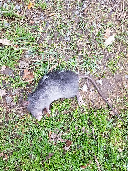 Arratoi beltz  - José F. Esparcia