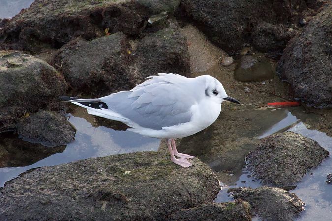 Chroicocephalus philadelphia  - Joseba Amenabar