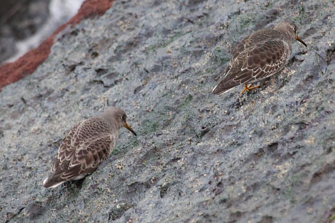 Txirri iluna  - Joseba Amenabar