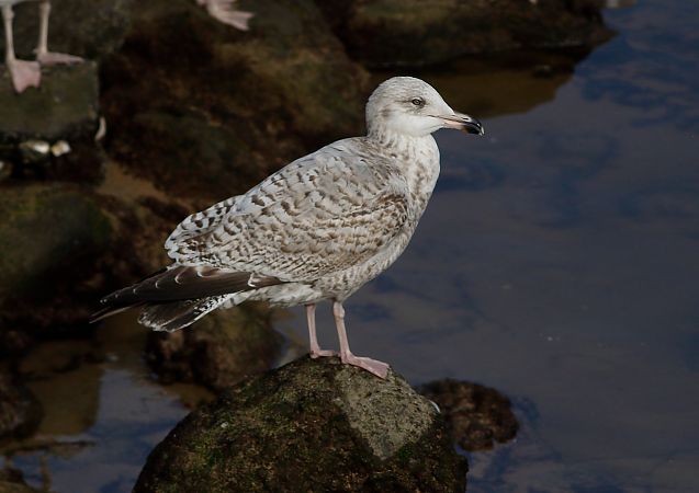 Kaio hauskara  - Alfredo Valiente