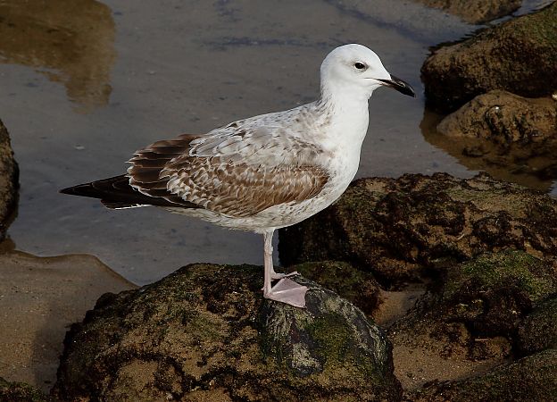 Larus cachinnans  - Alfredo Valiente