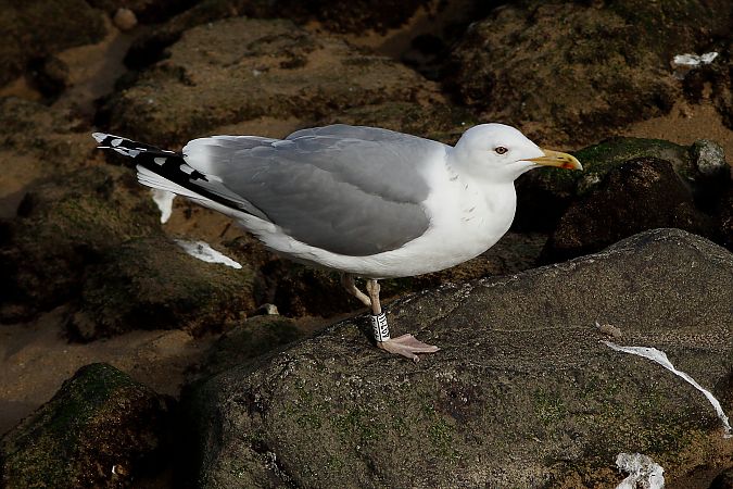 Larus cachinnans  - Alfredo Valiente