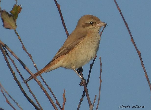 Lanius isabellinus  - Alfredo Valiente