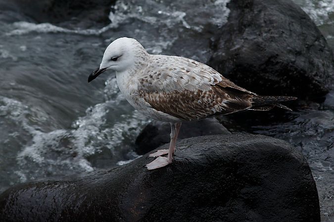 Larus cachinnans  - Alfredo Valiente