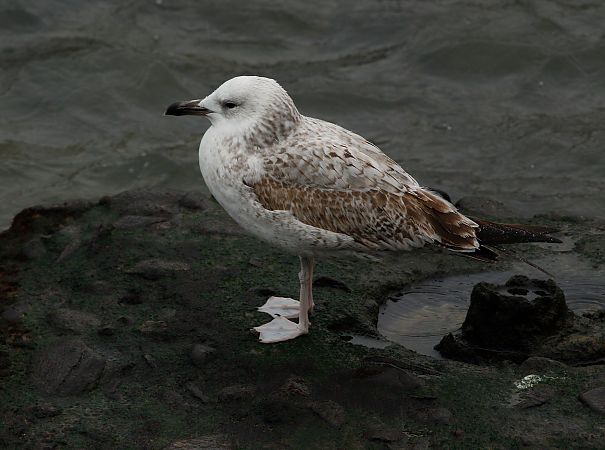 Larus cachinnans  - Alfredo Valiente
