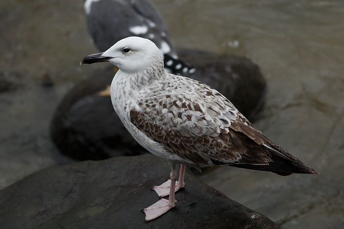 Larus cachinnans  - Alfredo Valiente