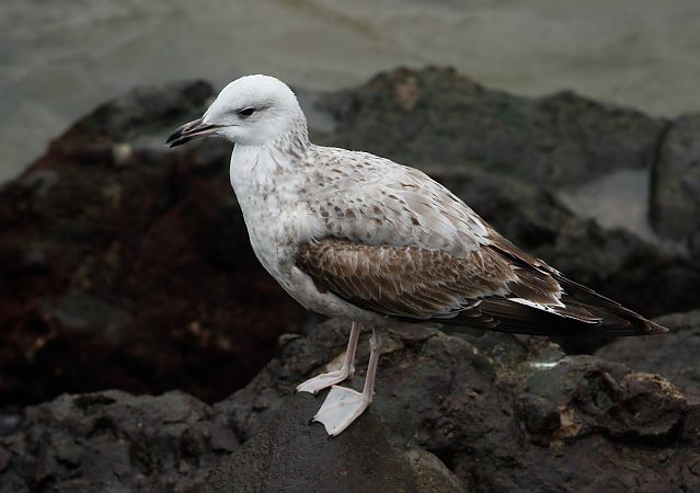 Larus cachinnans  - Alfredo Valiente