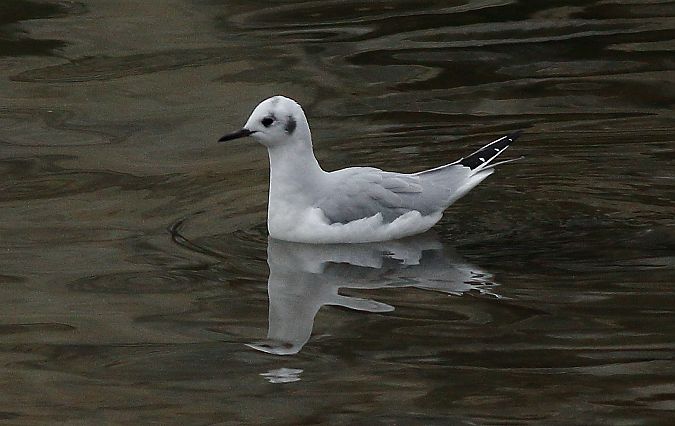 Chroicocephalus philadelphia  - Alfredo Valiente