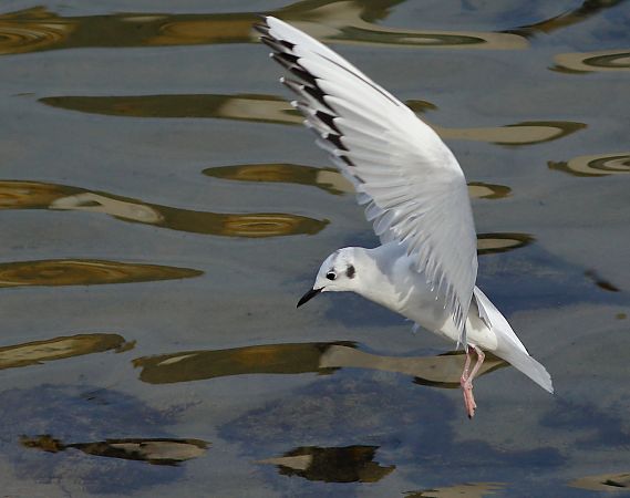 Chroicocephalus philadelphia  - Alfredo Valiente